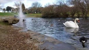 🌊 Утки, вода и музыка спокойствия 🦆