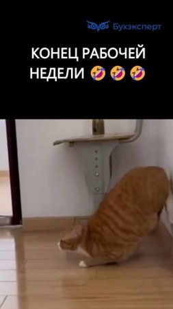 Карточка видео