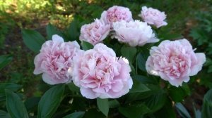 SKY DANCE - СКАЙ ДАНС -Селекционер: Seidl / Bremer 2017.