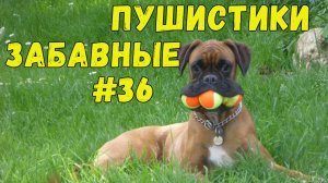Я РЖАЛ ДО СЛЕЗ 😹 СМЕШНЫЕ КОШКИ И СОБАКИ  СМЕШНЫЕ ЖИВОТНЫЕ 2025 😹 ЛУЧШИЕ ПРИКОЛЫ #36