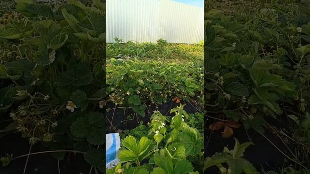 Моя ферма за мгновенье . смотреть онлайн