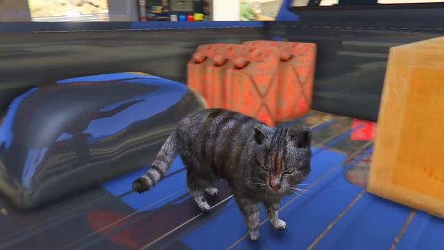FlazinБЕДНЫЙ КОТЁНОК УМЕР В ГТА 5 ! Я СТАЛ КОТОМ НА 24 ЧАСА В GTA 5 ! 3 ЧАСТЬ