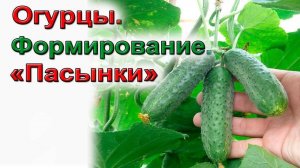 ФОРМИРОВАНИЕ ОГУРЦОВ ДЛЯ БОЛЬШОГО УРОЖАЯ. КАК ПРАВИЛЬНО ФОРМИРОВАТЬ ОГУРЕЦ