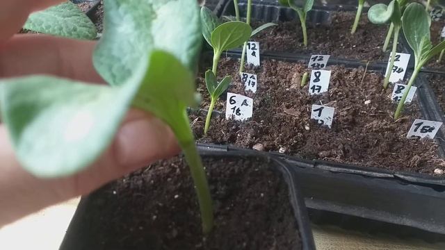 Особенности прививки "язычком" без корней арбуза смотреть онлайн