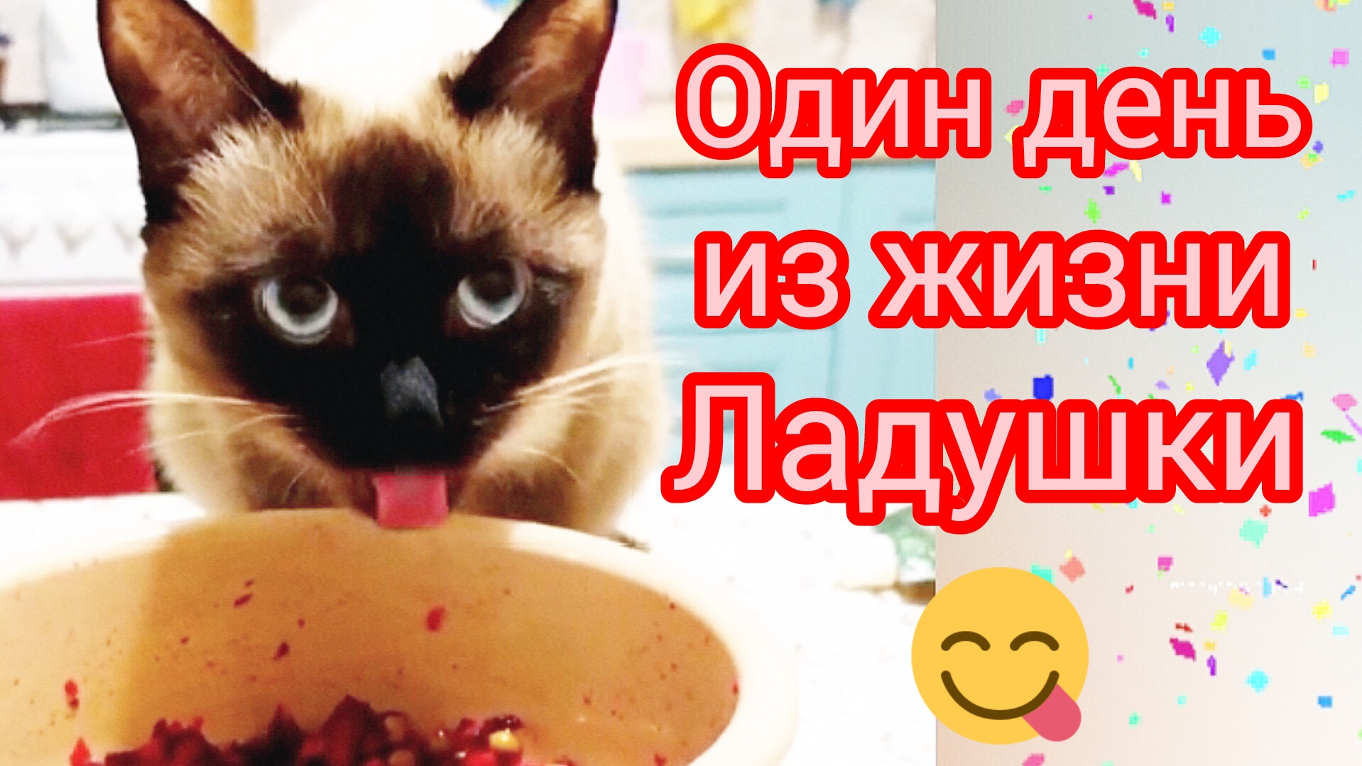 Кошка Ладушка,13.06.2025. #прикольные котики #смешныекоты #котики #симпатичная кошка Ладушка