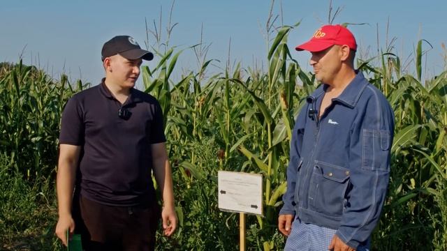 КУКУРУЗНЫЙ ЛАБИРИНТ: 8 чудо-света открыли в сельском х? смотреть онлайн