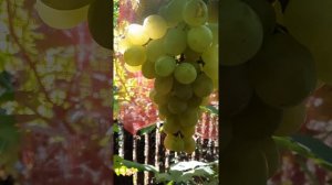 Виноград Аполинария.Олег.Щенников.