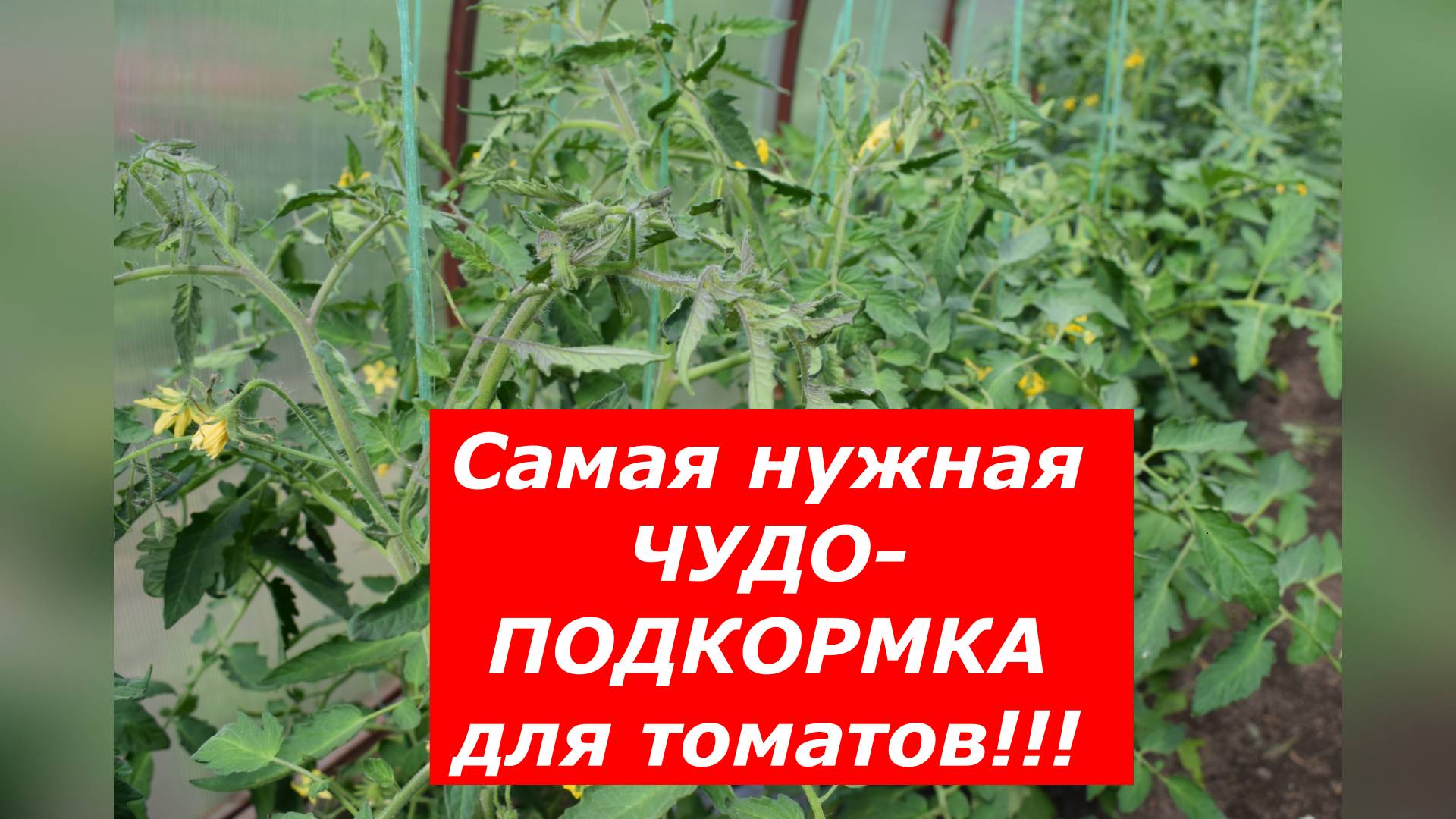 Отличная подкормка для томатов!!! #овощи #томаты #подкормка