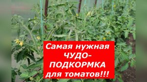 Отличная подкормка для томатов!!! #овощи #томаты #подкормка