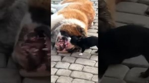 xpgMJgGxf6w - Chihuahua vs. everyone #shorts #funny #animals #cat #fannydog #pets #cute