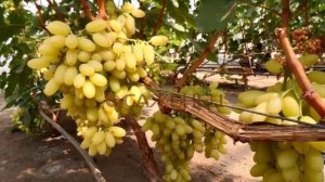 Виноград кишмиш описание сорта отзывы