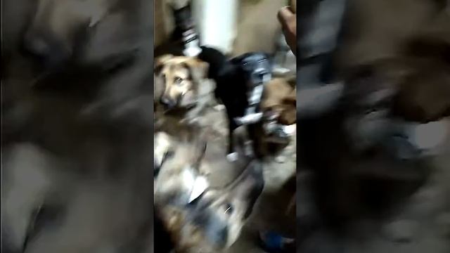 Собаки едят абрикосы))) смотреть онлайн