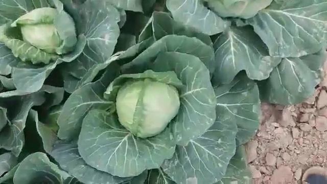 капуста после Ғабитжан смотреть онлайн