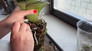 Обзор цветущих орхидей фаленопсис ,алоказия, пересадк