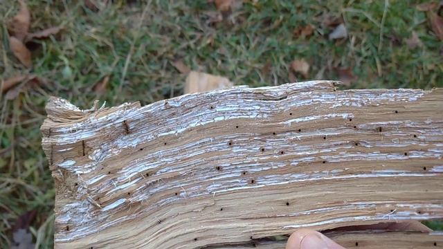 ГРИБ ТРИХОДЕРМА (био-фунгицид) Где взять бесплатно? смотреть онлайн