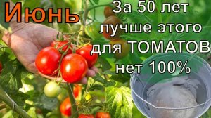 ПОДКОРМИТЕ ТОМАТЫ Этим в ИЮНЕ-ИЮЛЕ и ПОЛУЧИТЕ ОГРОМНЫЙ Урожай и ЗАБУДЕТЕ о ФИТОФТОРЕ!