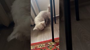 Белла как ты проводишь день