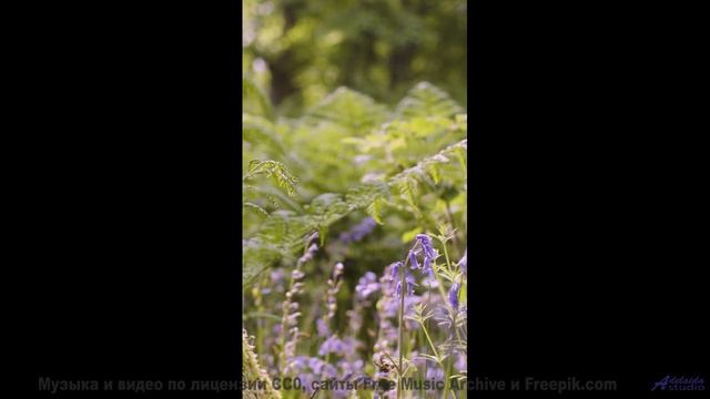 Расслабьтесь. Вдохните. Позвольте музыке унести вас! - Foggy Minded World -- HoliznaCC0 -- Shooting