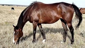 Продажа ЧК Кобыла Navy Grade 2011 г.р. покрыта Lucky First ЦЕНА тел +79883400208 ВАЦАП Телеграм