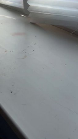 Жизнь подоконника