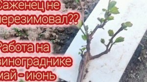 Не перезимовали саженцы винограда..