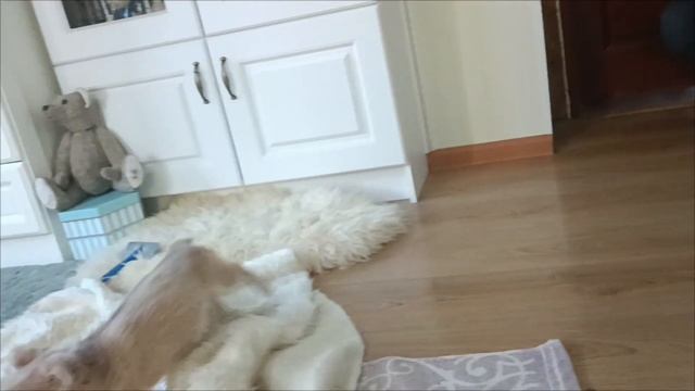 Дина. 4 месяца. лиловая длинношерстная чихуахуа. #puppy #chi