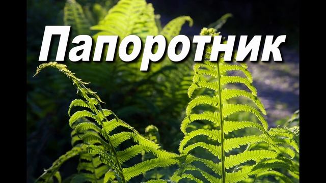 ПАПОРОТНИК. СЛ. АЛЕКСАНДР КОРЕШКОВ, МУЗ. СЕРГЕЙ БЫДАНОВ