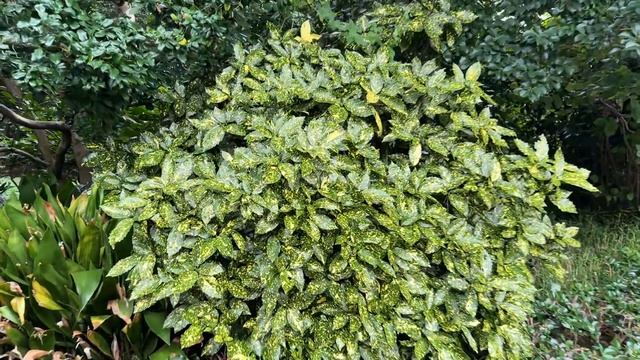 23.10.2024г. #2/1 Восточный Сад Императорского Дворца.Токио.E смотреть онлайн