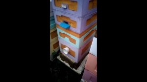 июнь на пасеке - во сколько пчелы утром начинают вылетать из ульев , 12.06.2025