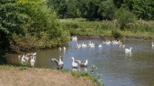 ИДЁМ НА РЕЧКУ