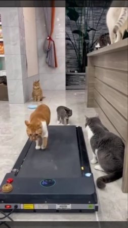 Котик ходит по беговой дорожке