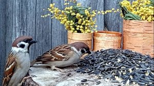 ВидеоОхота на Птиц (21.03.2025 года)