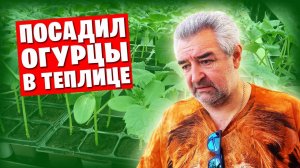 ❗️ Донецкий влог / Как я сажал огурцы