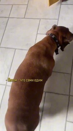 Как я спас собаку от ожирения без диет