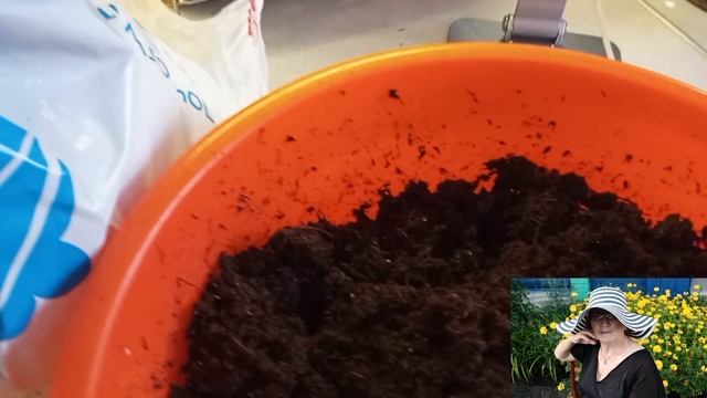 Я снова с вами на связиМои рассады помидоров?