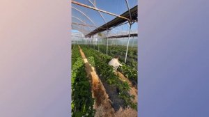 Vlog garden наш воскресный день в огороде Петровчанка новы?