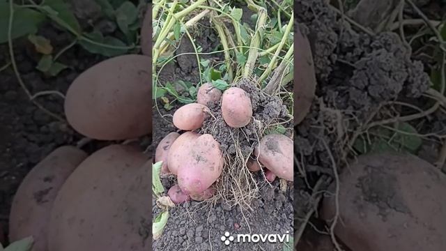 ВНИМАНИЕ!!! ПРИНИМАЕМ ЗАКАЗЫ НА ПОСАДОЧНЫЙ МАТЕРИАЛ КА смотреть онлайн