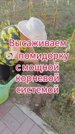 Высаживаем 57 помидорку с мощной корневой системой