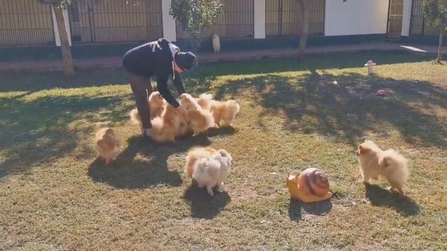 Питомник Деко Дог Полтава Гостиница для собак Полтава смотреть онлайн