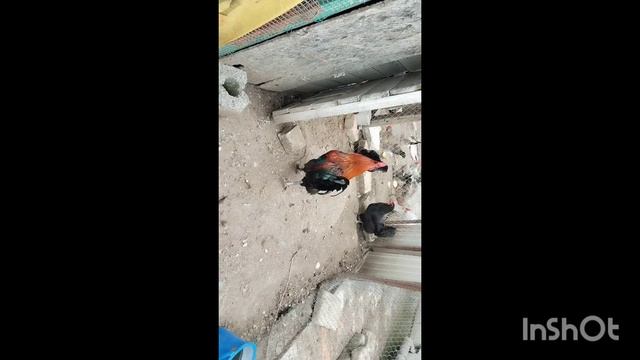 Зелёный лук для кур. Обо всем по немногу. Жизнь на юге!
