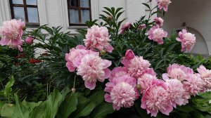 Цветение пионов в Раевском саду