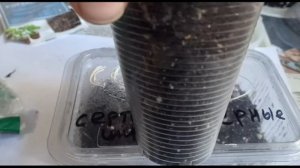 Мечтаю вырастить из семян хамедорею Металлика.