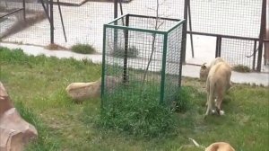 Прайд Рыжика преобразился Парк львов Тайган #тайган