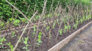 Опоры для гороха