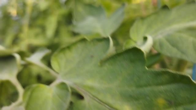 Томат Черная клубника. г. Киров. Ватсап, Вайбер т. 8922928403 смотреть онлайн