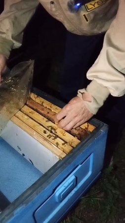 Пчеловодный ночной дозор😀😀😀