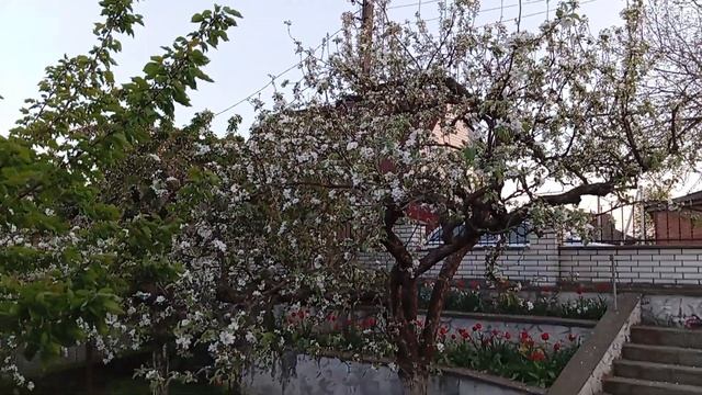 Весна, Сію Огірки на Розсаду, Огляд моєї Розсади, Перес смотреть онлайн