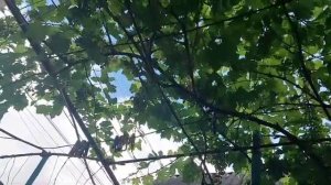 перепрививка старых кустов винограда