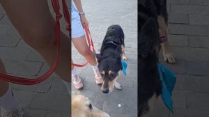 На Экофесте волонтеры о сложных собаках что очень важно потому что таких много!