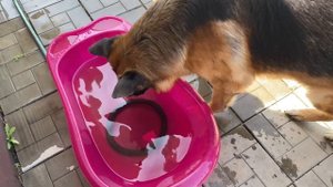 Жаркие дни на даче с Амуром.Немецкая овчарка.